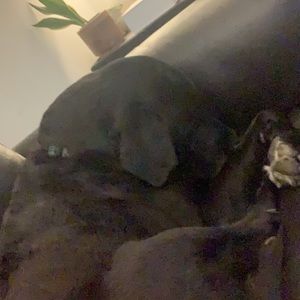 Meet your Posher, Lincoln